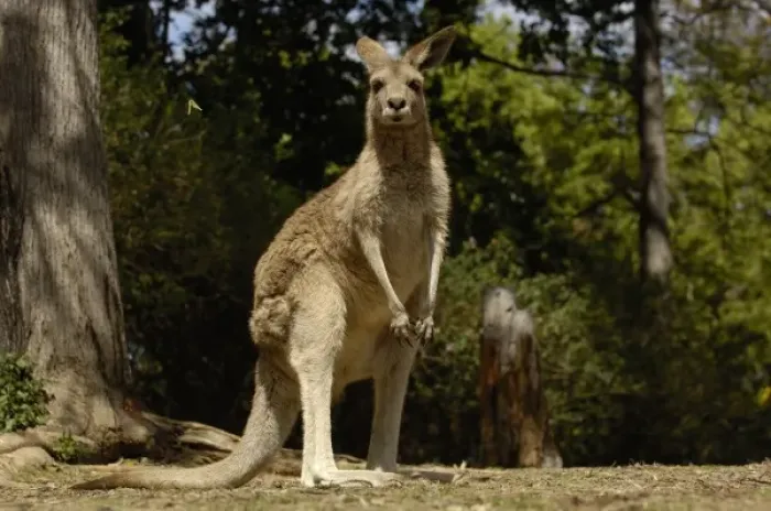 Framed Print : Australia. Most often seen in Australia, Eastern Grey Kangaroo Framed Print : Australia. Most often seen in Australia, Eastern Grey Kangaroo