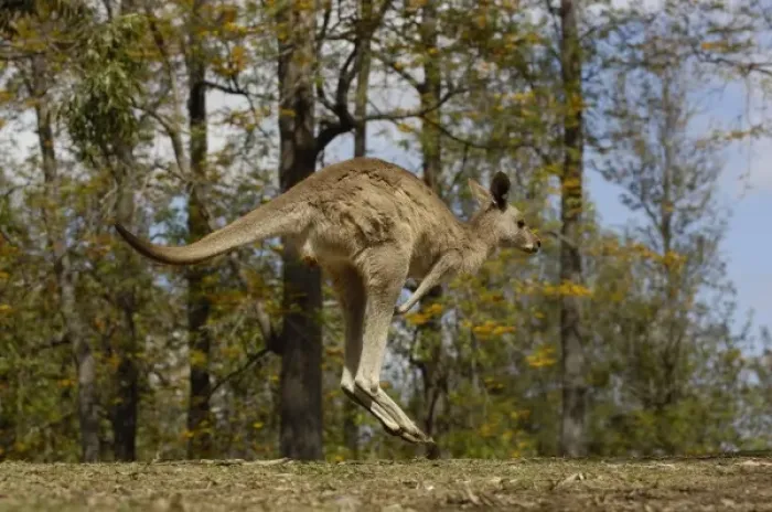 Framed Print : Australia. Most often seen in Australia, Eastern Grey Kangaroo Framed Print : Australia. Most often seen in Australia, Eastern Grey Kangaroo