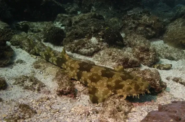 Framed Print : Australia. Reef-dwelling shark, Spotted Wobbegong (Orectolobus maculatus)
