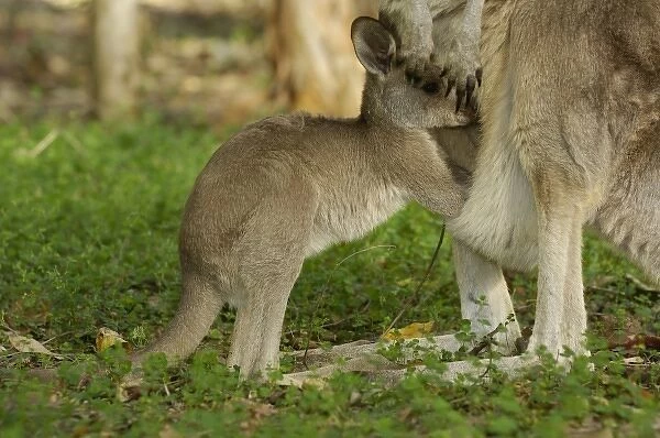 Australia. Most often seen in Australia, Eastern Grey Kangaroo and joey 