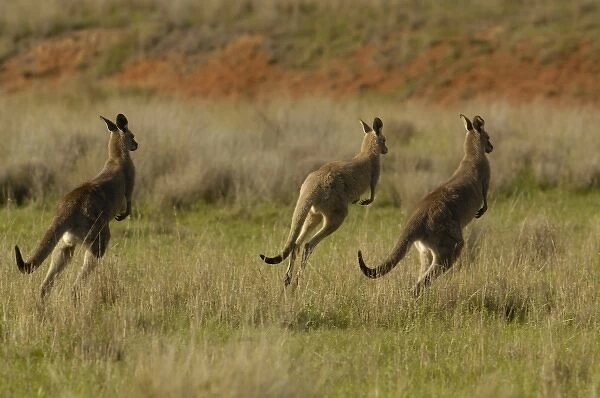 Australia. Eastern Grey Kangaroos (Macropus giganteus) Queensland, Australia