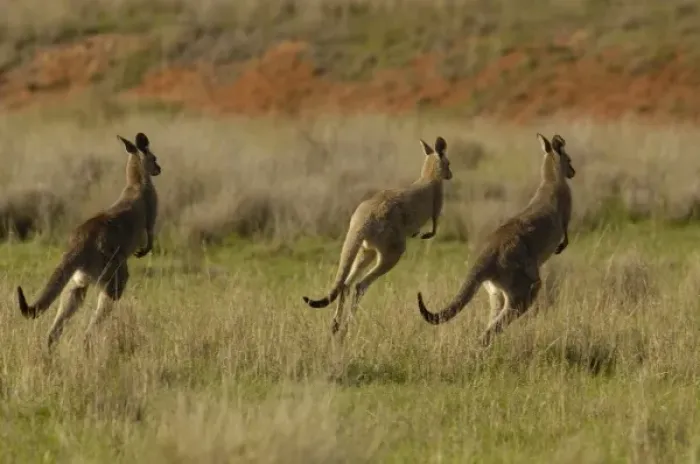 Framed Print : Australia. Eastern Grey Kangaroos (Macropus giganteus). Queensland, Australia