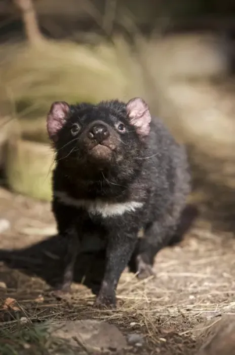 Framed Print : Australia, Tasmania. Tasmanian Devil at Trowunna Wildlife Sanctuary