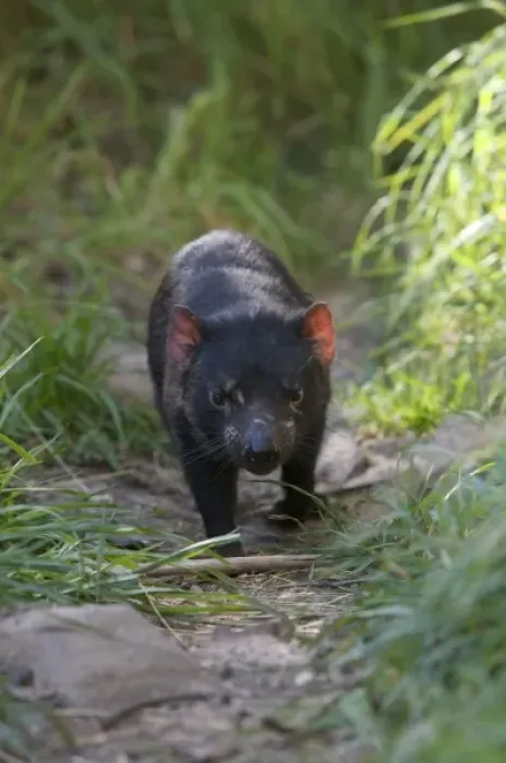 Framed Print : Australia, Tasmania. Tasmanian Devil at Trowunna Wildlife Sanctuary Framed Print : Australia, Tasmania. Tasmanian Devil at Trowunna Wildlife Sanctuary