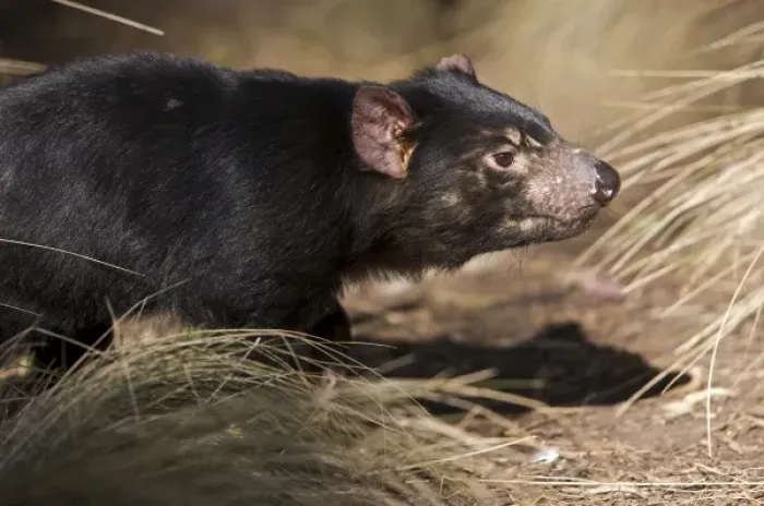 Framed Print : Australia, Tasmania. Tasmanian Devil at Trowunna Wildlife Sanctuary