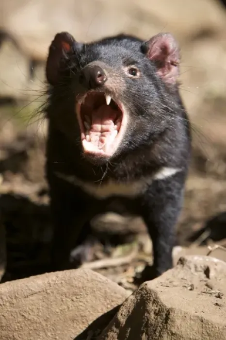 Framed Print : Australia, Tasmania. Tasmanian Devil at Trowunna Wildlife Sanctuary