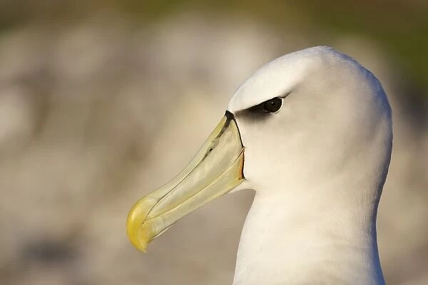 Australia, Tasmania, Bass Strait. Shy Albatross portrait