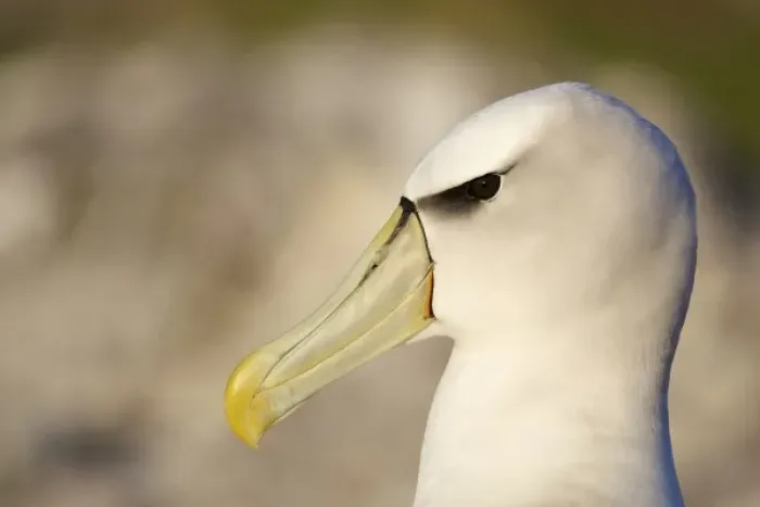 Framed Print : Australia, Tasmania, Bass Strait. Shy Albatross portrait Framed Print : Australia, Tasmania, Bass Strait. Shy Albatross portrait