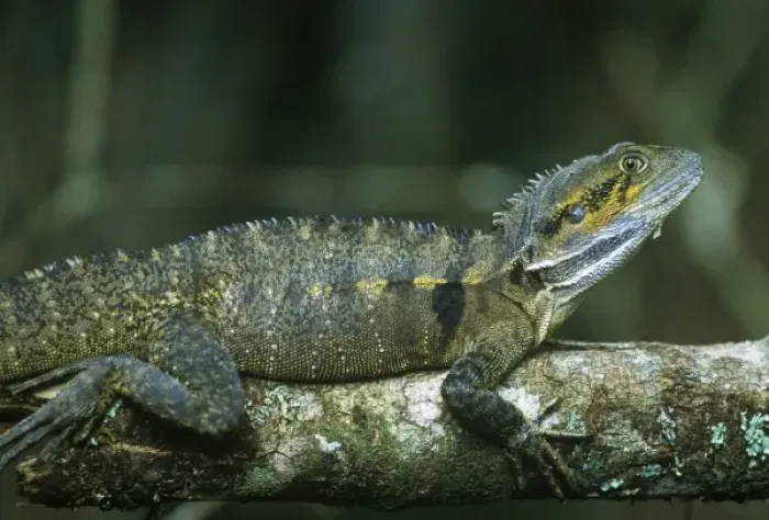 Framed Print : Australia, Queensland, Crater Lakes NP, Eastern Water Dragon (Physignathus lesuerii)