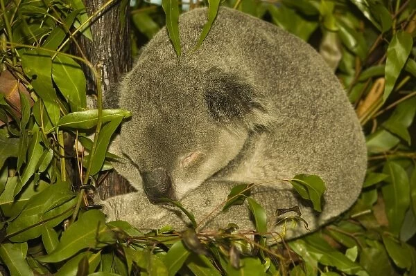 Australia, Queensland, Brisbane, Fig Tree Pocket