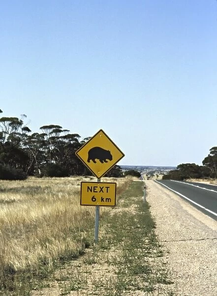 Australia, Victoria. Wombat warning