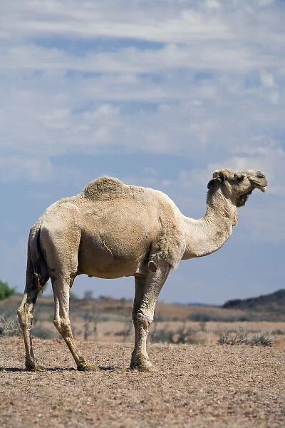 Australia. Camel near Stuart Highway, Outback, Northern Terrtory, Australia