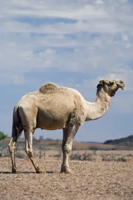 Framed Print : Australia. Camel near Stuart Highway, Outback, Northern Terrtory, Australia