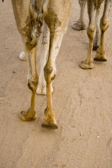 Framed Print : Australia. Camel Feet, Alice Springs, Outback, Northern Territory, Australia