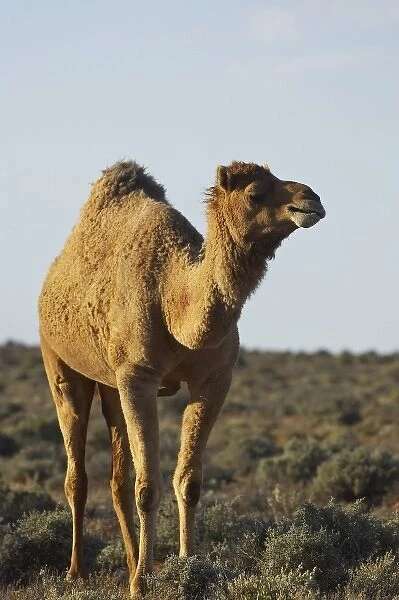 Australia. Camel, Silverton, near Broken Hill, Outback, New South Wales, Australia