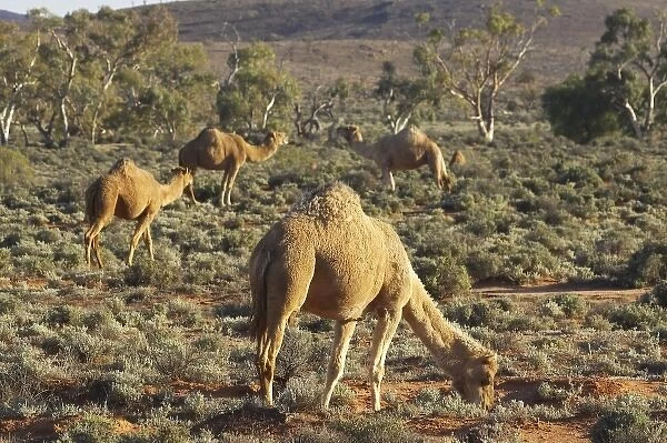 Australia. Camels, Silverton, near Broken Hill, Outback, New South Wales, Australia
