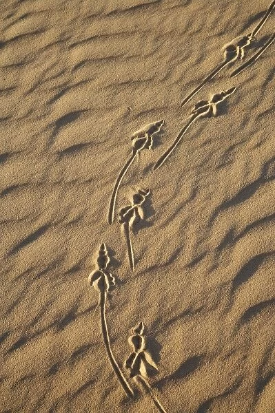 Australia. Lizard Tracks and Sand Dune, Mungo National Park