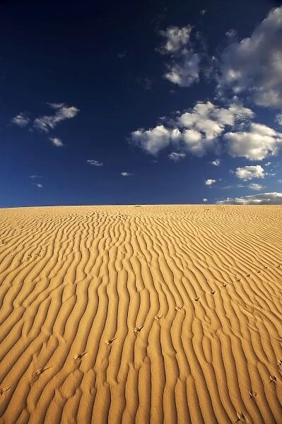 Australia. Lizard Tracks and Sand Dune, Mungo National Park
