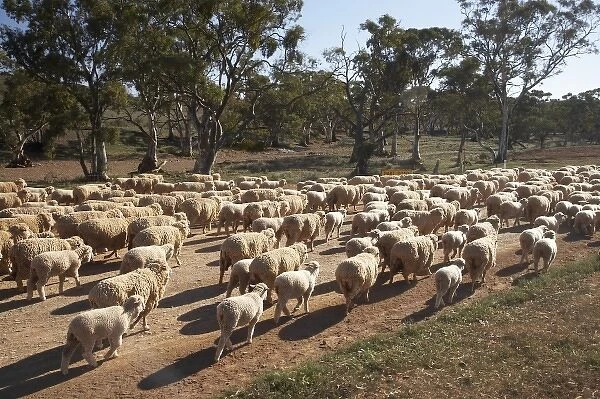 Australia. Sheep Muster near Carrieton, South Flinders Ranges, South Australia, Australia