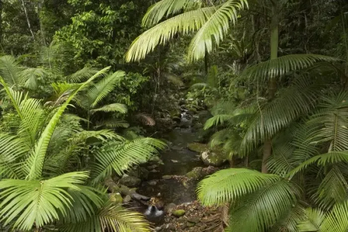 Framed Print : Australia. Stream and Palms, Mossman Gorge, Daintree National Park