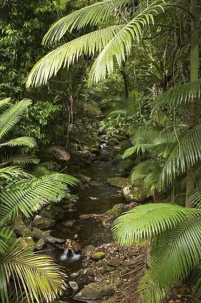 Australia. Stream and Palms, Mossman Gorge, Daintree National Park