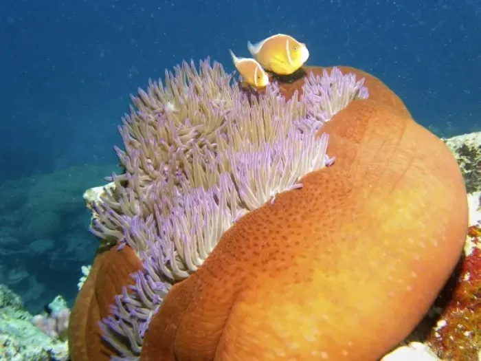 Framed Print : Australia. Pink Anemonefish ( Amphiprion perideraion ) in Anemone
