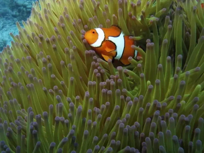 Framed Print : Australia. Western Clownfish ( Amphiprion ocellaris ) Framed Print : Australia. Western Clownfish ( Amphiprion ocellaris )