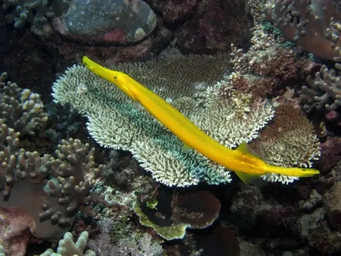 Framed Print : Australia. Trumpetfish  /  Painted Flutemouth ( Aulostomus chimensis )
