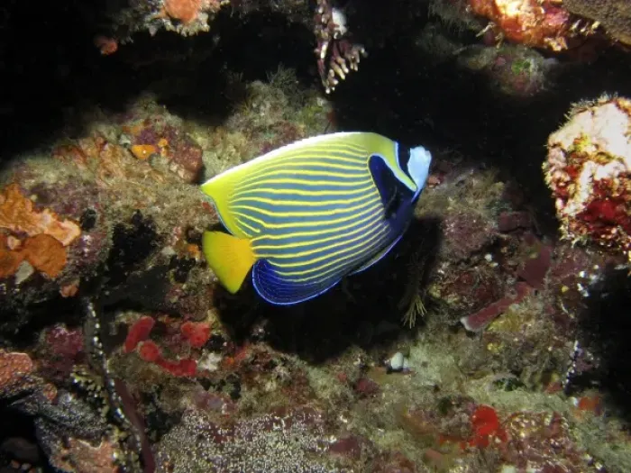 Framed Print : Australia. Emperor Angelfish ( Pomacanthus imperator )