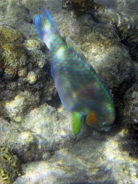 Australia. Surf Parrotfish ( Scarus rivulatus )
