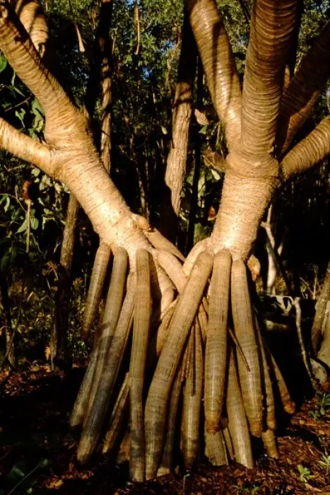Framed Print : Australia, Queensland, Fraser Island. UNESCO World Heritage site. Tree roots Framed Print : Australia, Queensland, Fraser Island. UNESCO World Heritage site. Tree roots