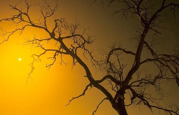 Australia Outback shows the desolate trees of the barren emptiness in the