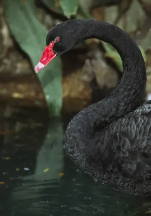 Framed Print : Australia. A Black Swan (Cygnus atratus) Framed Print : Australia. A Black Swan (Cygnus atratus)
