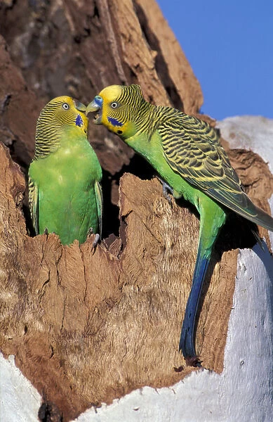 Australia Two budgerigars (Melopsittacus undulatus) Note: May not be sold in France