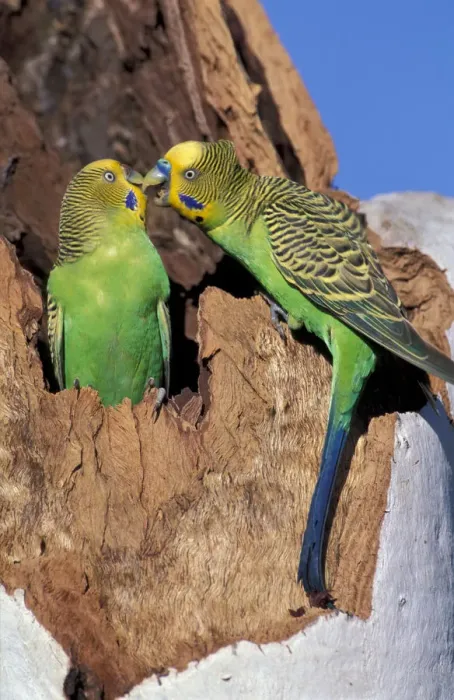 Framed Print : Australia Two budgerigars (Melopsittacus undulatus) Note: May not be sold in France
