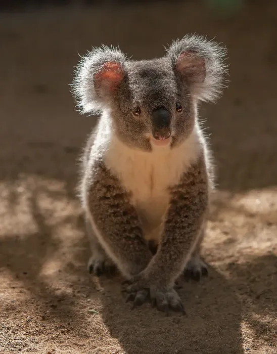 Framed Print : Australia. Close-up of young koala. (Editorial Use Only)