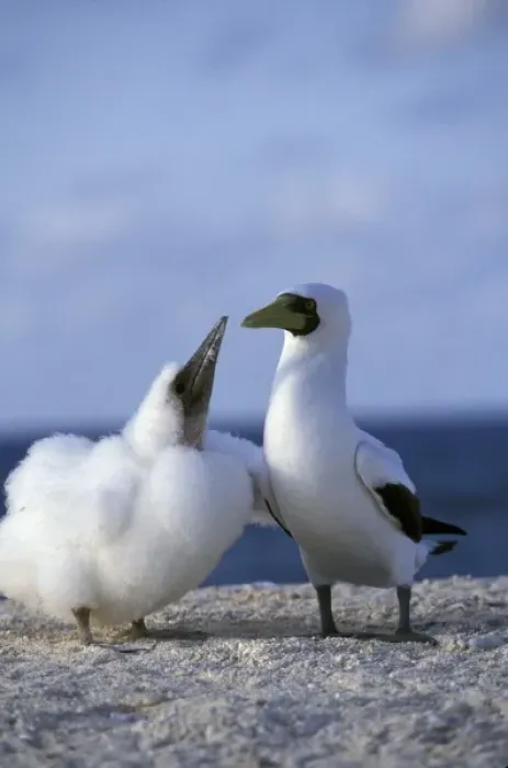 Framed Print : Australia, Coringa Island preserve. Masked Booby (Sula dactylatra), mother and baby