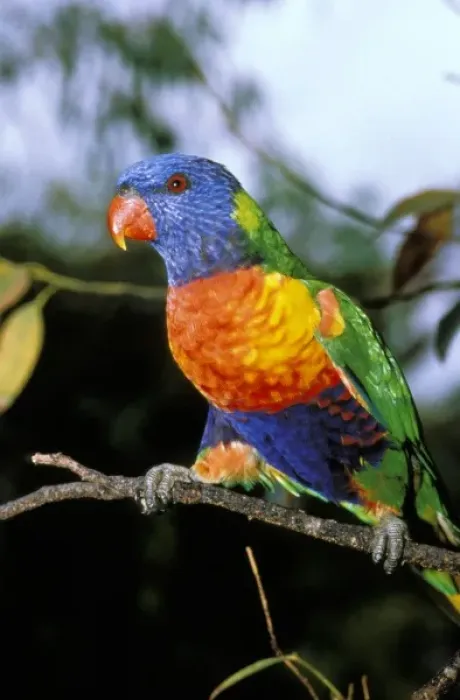 Framed Print : Australia, East Coast. Rainbow Lorikeets Framed Print : Australia, East Coast. Rainbow Lorikeets