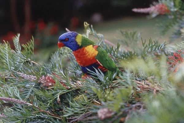 Australia, Eastern states of Australia, Close-Up of Rainbow lorikeets