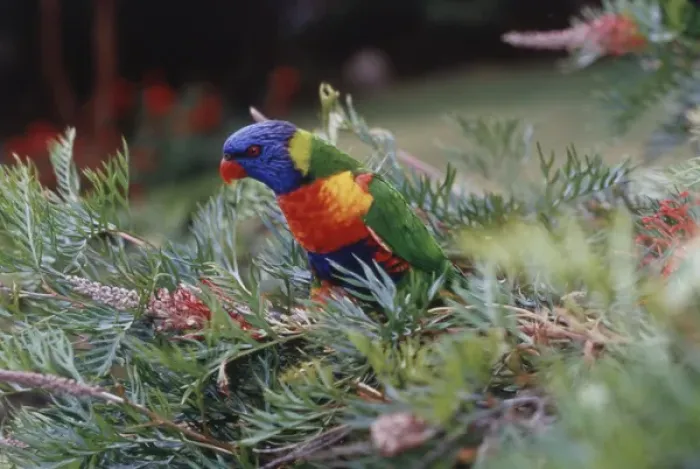 Framed Print : Australia, Eastern states of Australia, Close-Up of Rainbow lorikeets