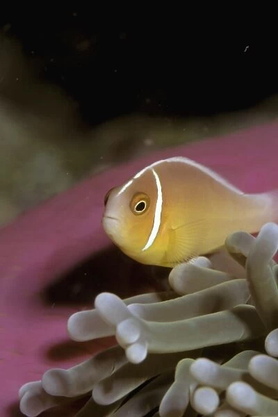 Australia, Great Barrier Reef. Anemonefish (Amphiprion peridaraion)