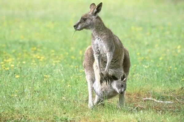 Australia, Kangaroo Island. Kangaroo, subspecies of Western Gray, mother and joey
