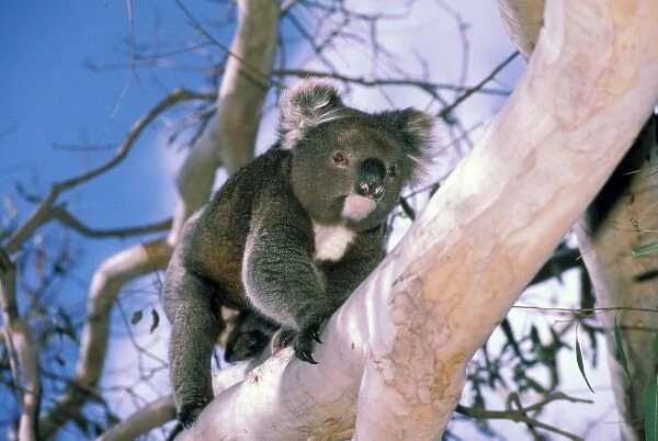 Australia, Kangaroo Island. Koala in eucalypytus tree