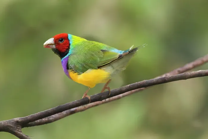 Framed Print : Australia. Lady Gouldian finch close-up. ©Jim Zuckerman / Jaynes Gallery / DanitaDelimont.com Framed Print : Australia. Lady Gouldian finch close-up. ©Jim Zuckerman / Jaynes Gallery / DanitaDelimont.com