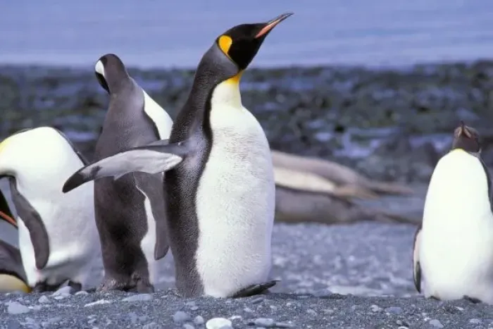 Framed Print : Australia, Macquarie Island, Buckles Bay. King Penguins (Aptenodytes patagonicus) Framed Print : Australia, Macquarie Island, Buckles Bay. King Penguins (Aptenodytes patagonicus)