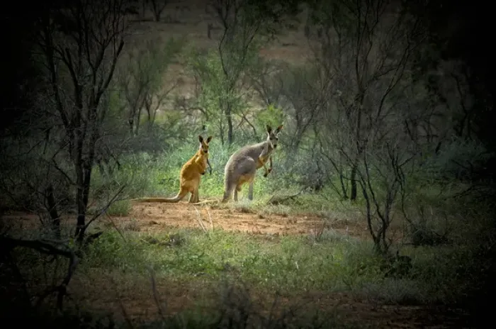 Framed Print : Australia, New South Wales, Broken Hill, outback. A red and grey kangaroo in the outback