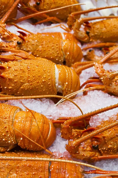 Australia, New South Wales, NSW, Sydney, Sydney Fish Market, lobster