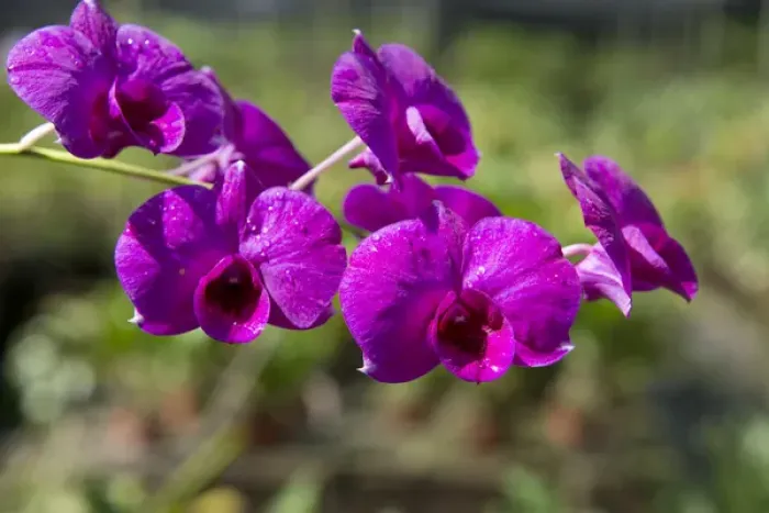 Framed Print : Australia, Northern Territory, Darwin. Jennys Orchid Garden