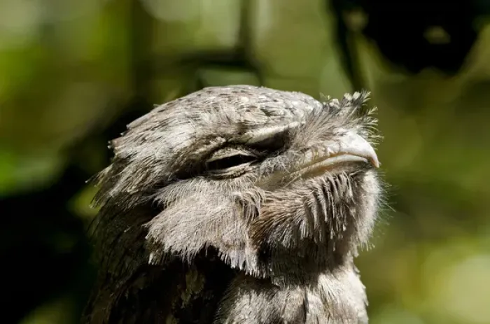 Framed Print : Australia, Northern Territory, Darwin. Territory Wildlife Park. Tawny frogmouth (Captive Framed Print : Australia, Northern Territory, Darwin. Territory Wildlife Park. Tawny frogmouth (Captive