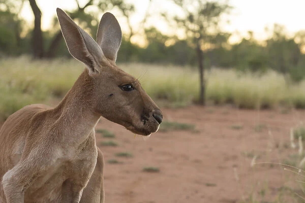 Australia, NT, Alice Springs. Adult female kangaroo in open field